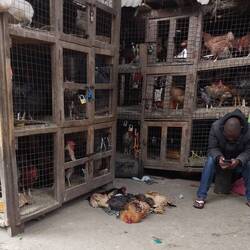The chook sales shed, a bit tough.