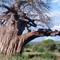 Now in Baobab tree country, pride of lions loved it too.