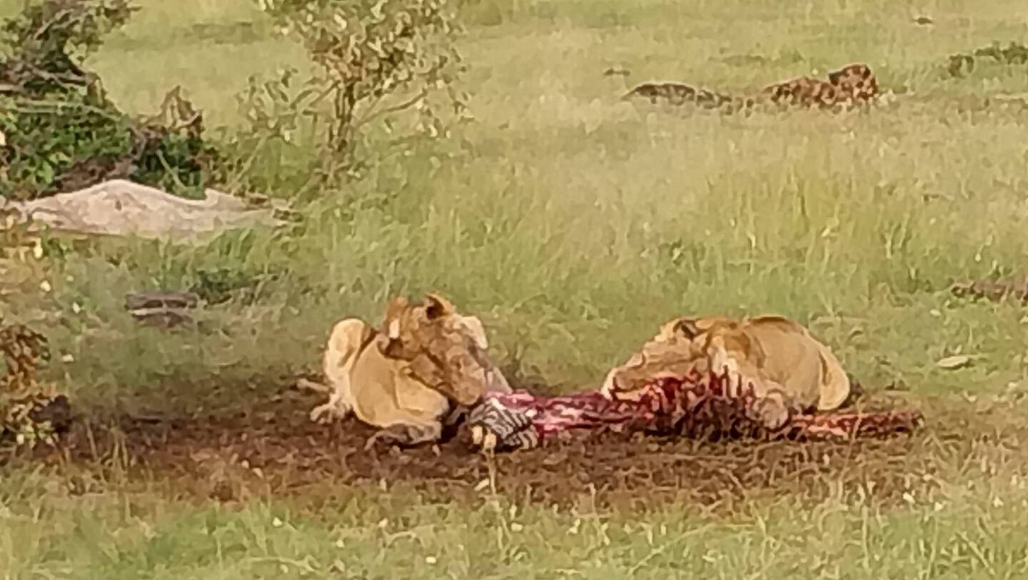 These guys quite partial to Zebra, leaving very little for Jackel and Hyena