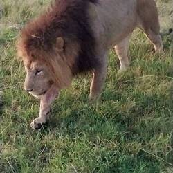 Big males have been elusive but we finally caught up with a couple in our last days in Kenya.