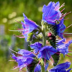 Borage?