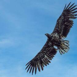 Seeadler