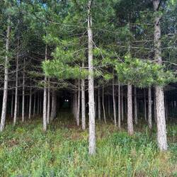 Can you see the forest from the trees?