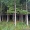Can you see the forest from the trees?