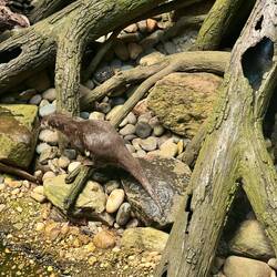 Otter 😍