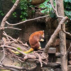 Baumkänguru