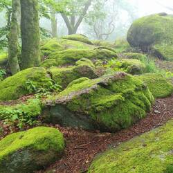 Kunstwerke der Natur...