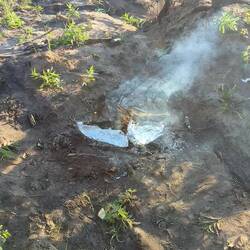 Fische braten im Abgebrannten Wald