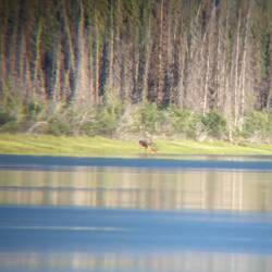 Elch Kuh mit kleinem