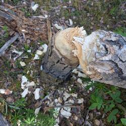 Den Biebern auf der Spur