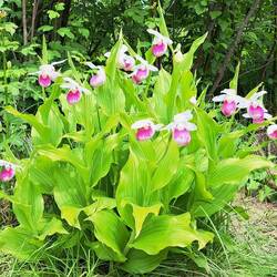 A cluster of queen lady's slippers 🌺