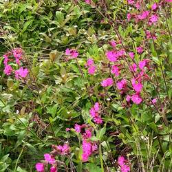 Blumen, die sich tapfer gegen die Kälte wehren
