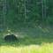 Black Bear