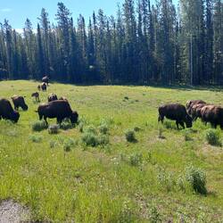 Bisons