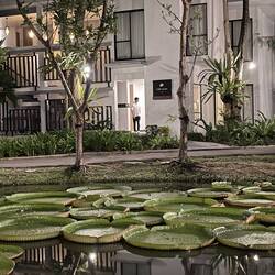Giant lilypads