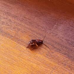 ...sie hät drum i ihrere Wösch na en blinde Passagier gfunde 🫣