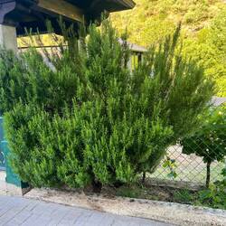 The biggest Rosemary plant ever!