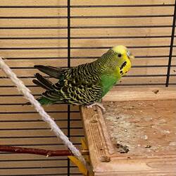 R.I.P. Kleiner Tweety