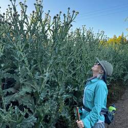 Those are some all thistle the grow here!