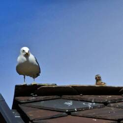 Möwenküken auf dem Dach