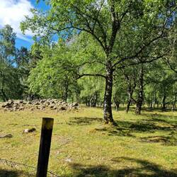 Eisenzeit Gräberfeld