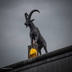 Auch in den Bergen waren wir heute. Ein Steinbock hat sich gezeigt.