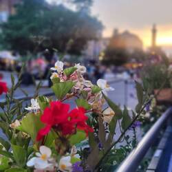 Sonnenuntergang beim Dinner