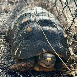 die bekannten freilebenden Schildkröten mit den roten Horntupfen auf den Beinen