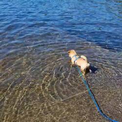 Benny taucht nach Stöckchen und Mutti freut sich