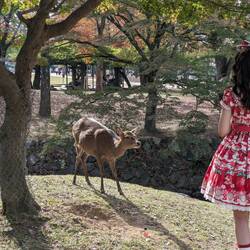 Ein japanisches Mädchen mit Reh