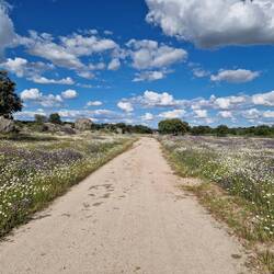 Blumige Wege II