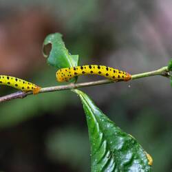 4 O'clock Moth Caterpillars