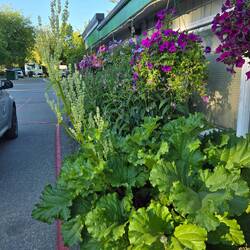 Flowers and rhubarb at our campground