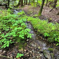 Pretty trickle stream