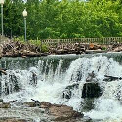 Lots of tree debris on top