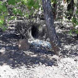 Bowerbirds