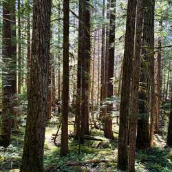 The forest on a hike. A lot of Douglas Fir