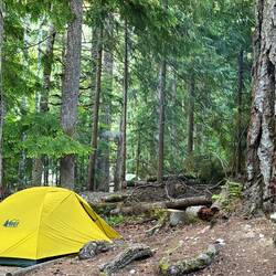 These trees were wider than my tent and so tall over 150'