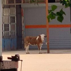 Das endet nicht gut für die Kuh