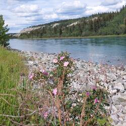 Yukon River