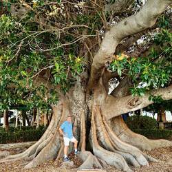 This tree is a "rubber fig" tree that is huge! Info I found online says it's over 120 years old.