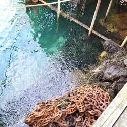 Ein riesen Schwarm Fische
