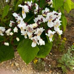 Grape vine blooming along the road