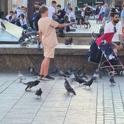 Lots of pigeons being fed
