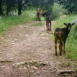 We even walked among a group of goats