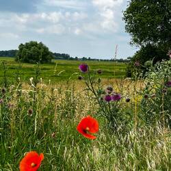 Schöne Disteln und Mohnblumen