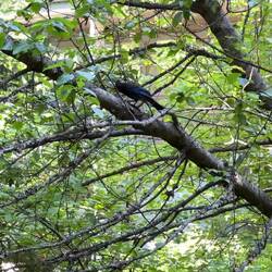 Rob feeds peanuts to a Steller Jay who literally tapped on our condo window