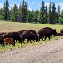 Baby Bison