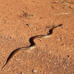 Ein Black Headed Python (Eine Würgeschlange)