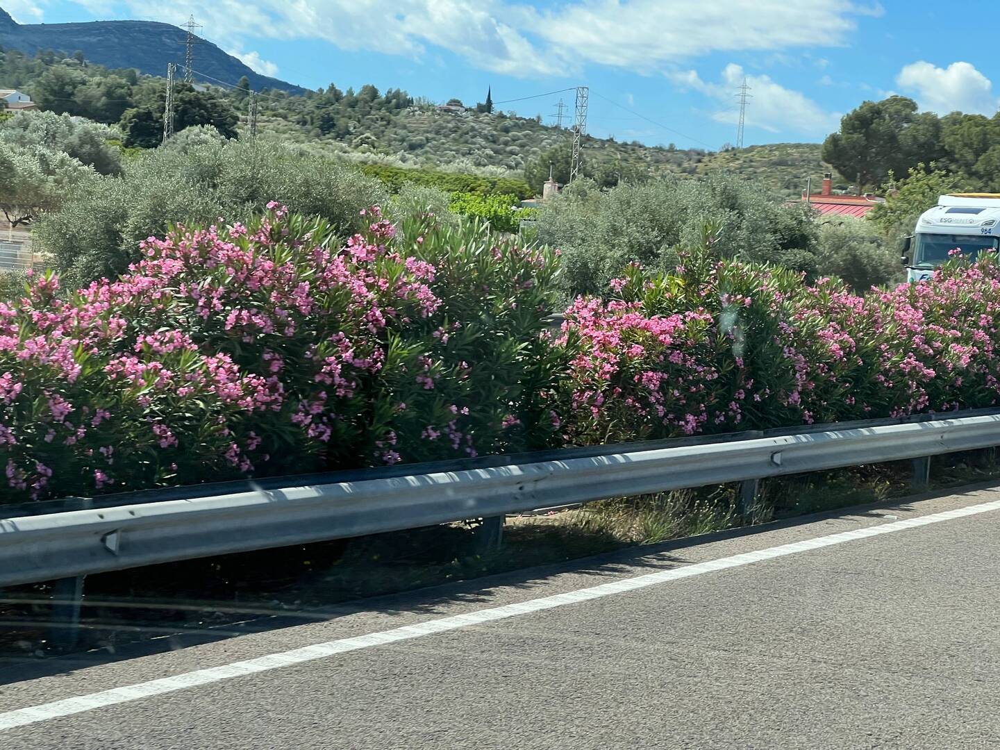 Oleander blüht auf dem Mittelstreifen.
